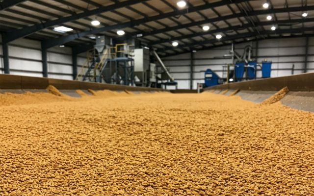 Indoor grain processing facility with a long conveyor and piles of yellow kernels spread along a trough. Machinery and bright ceiling lights are visible in the background.